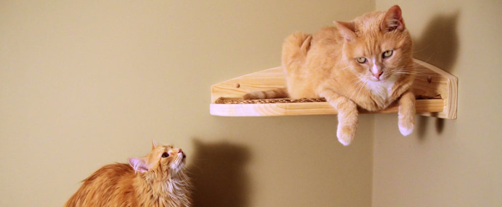 Stylish Pet Furniture