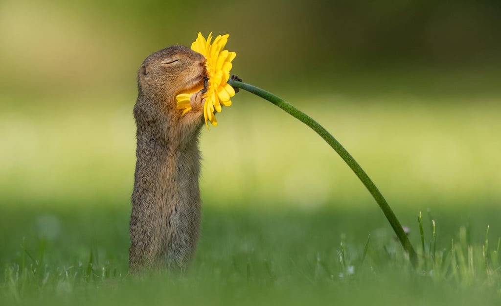 Photos of Squirrel Smelling Flowers From Dick van Duijn