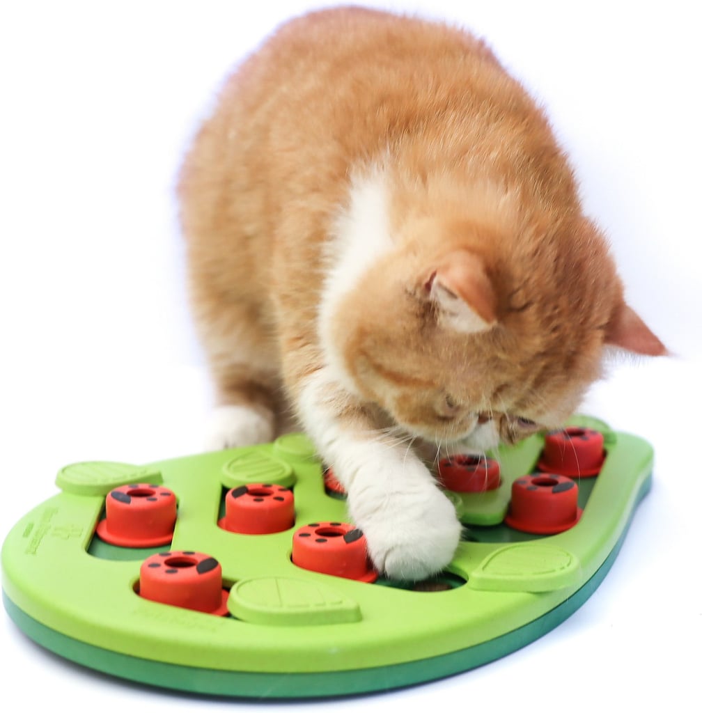 To Keep Them Busy: Petstages Buggin' Out Puzzle & Play Cat Toy