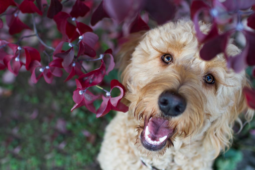 Cute Pictures of Goldendoodles