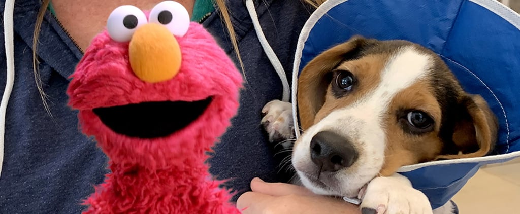 The Dodo Sesame Street Video Series on Pet Adoption