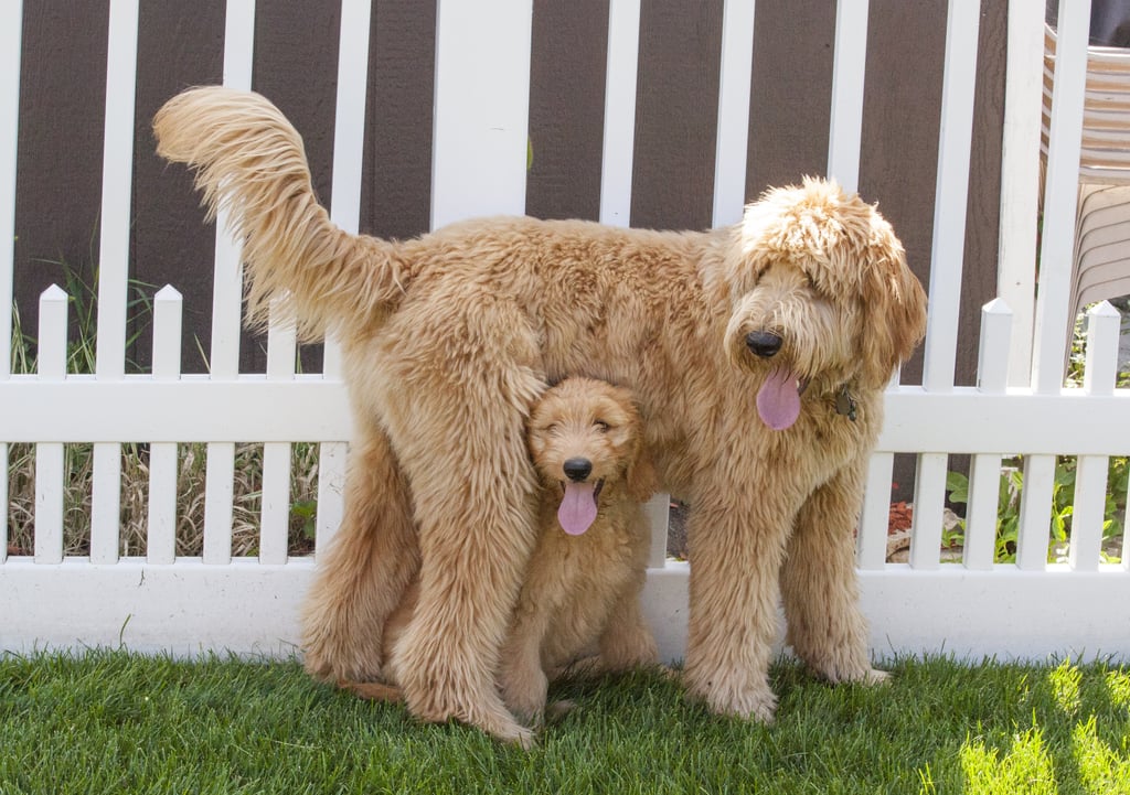 Cute Pictures of Goldendoodles