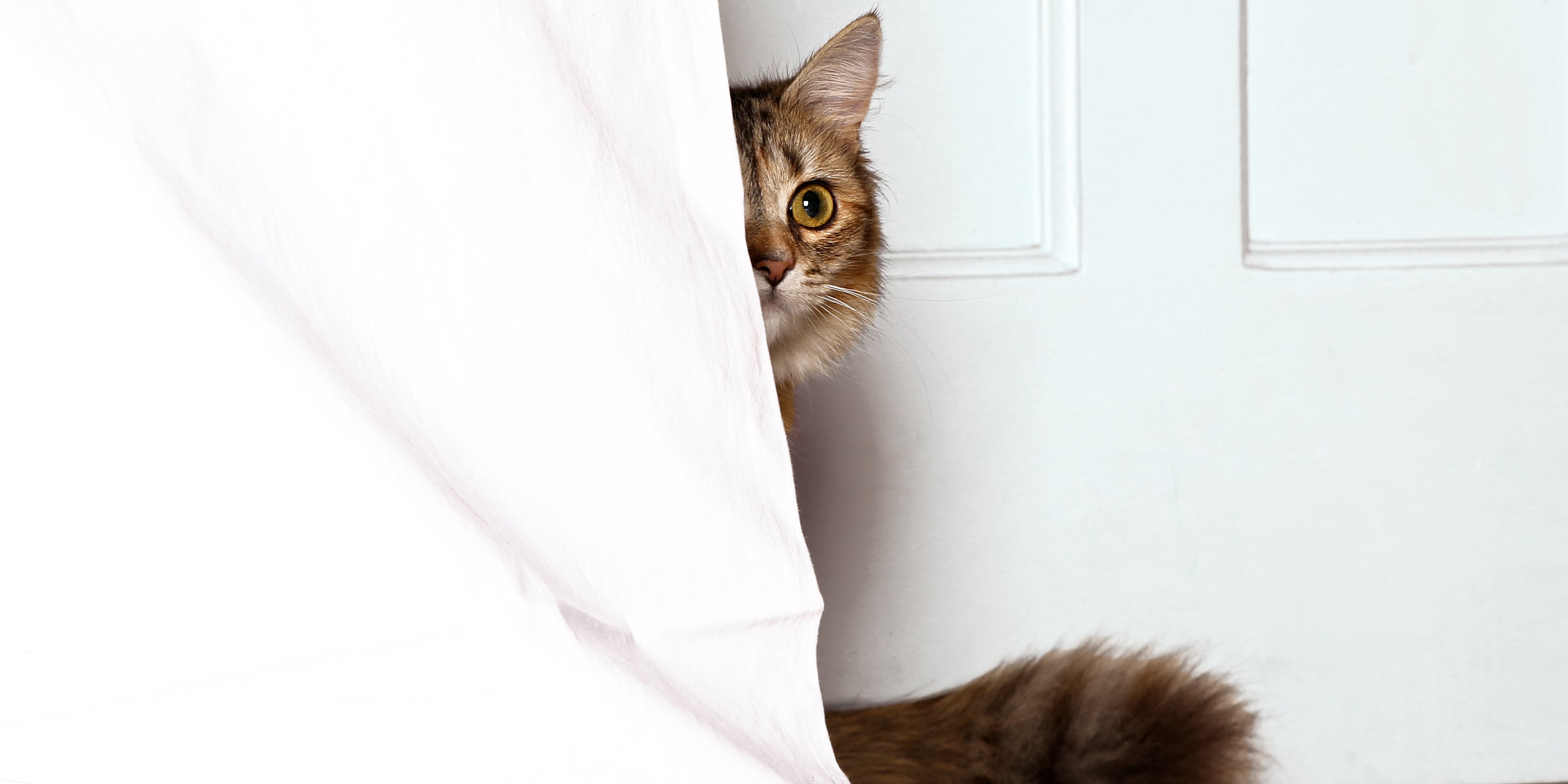 Why Do Cats Hide When They're Sick? POPSUGAR Pets