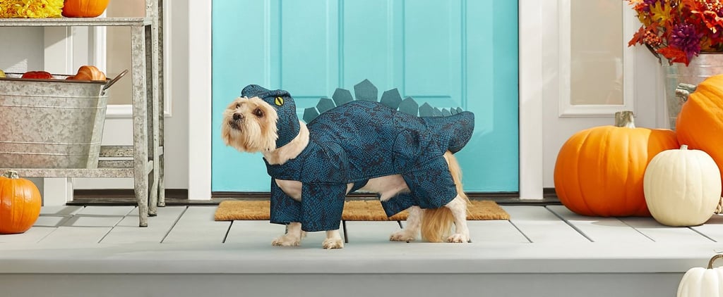Best Cat and Dog Costumes From Chewy | 2022