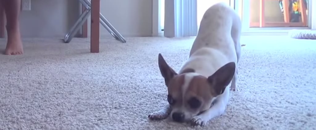 Video of Dog Doing Yoga