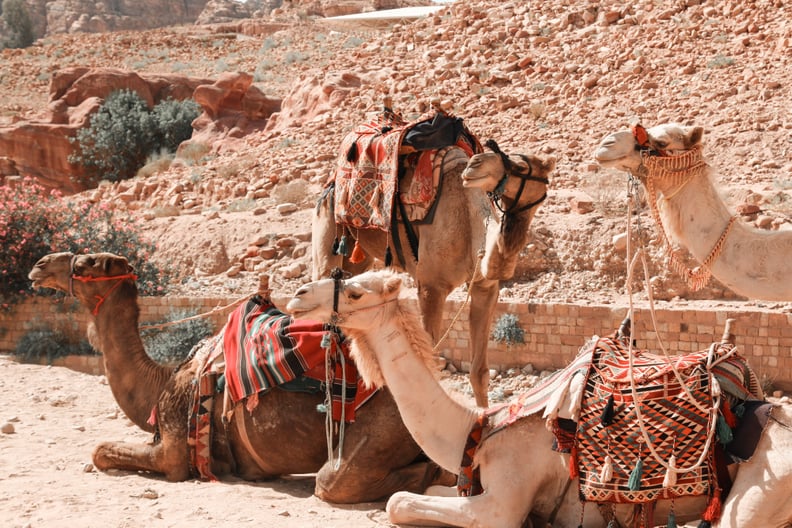 Consider Ethics Before Riding a Camel