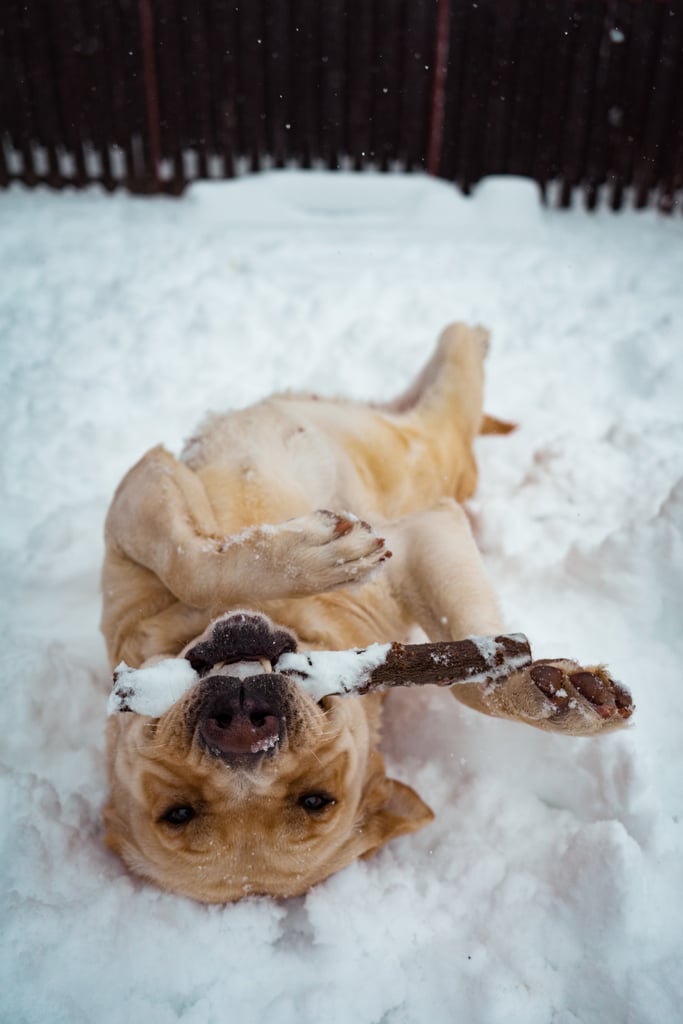 Cute Photos of Dogs in the Winter | POPSUGAR Pets Photo 14