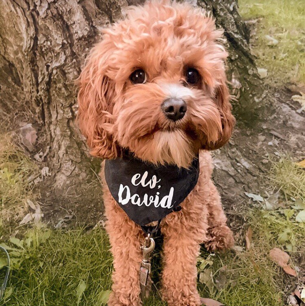 Schitt's Creek Ew, David Dog Bandana