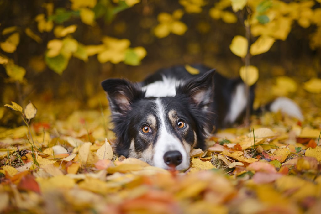 Cute Photos of Dogs in the Fall