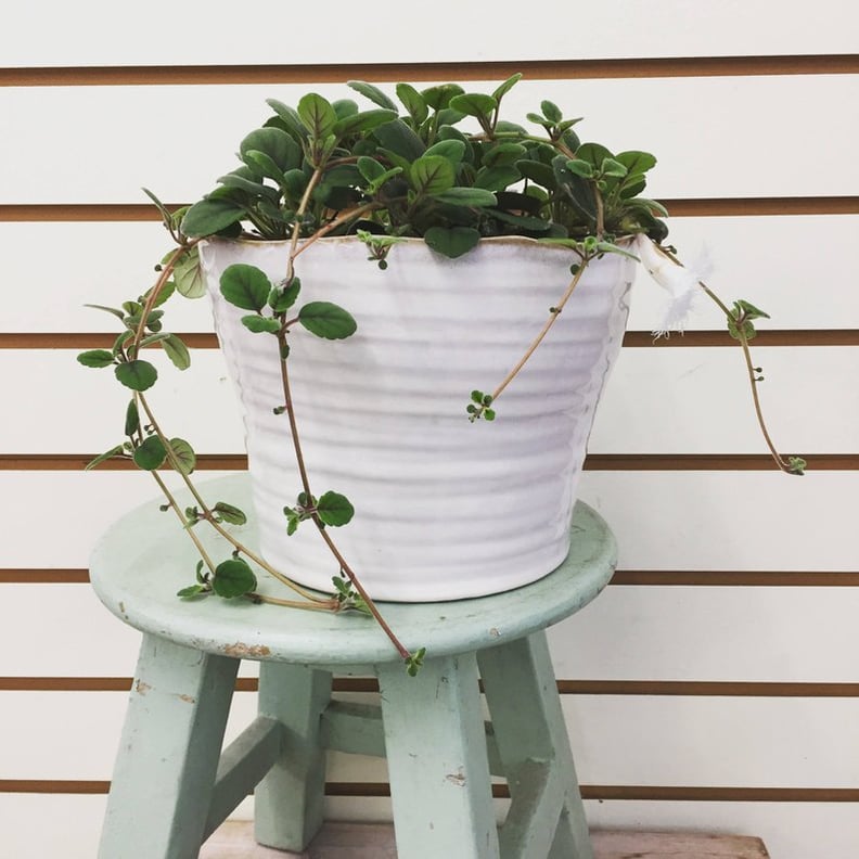 Lace Flower Plant