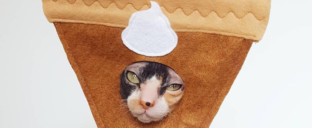 Shop Etsy's Adorable Pumpkin Pie Halloween Costume For Cats