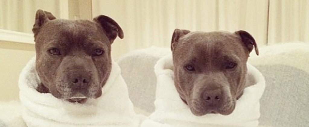 Pit Bulls in Pajamas