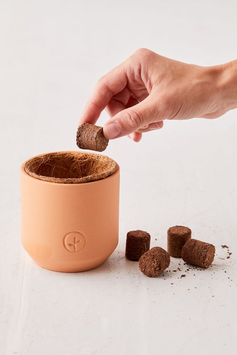 For the Gardener: Modern Sprout Holiday Tiny Terracotta Grow Kit