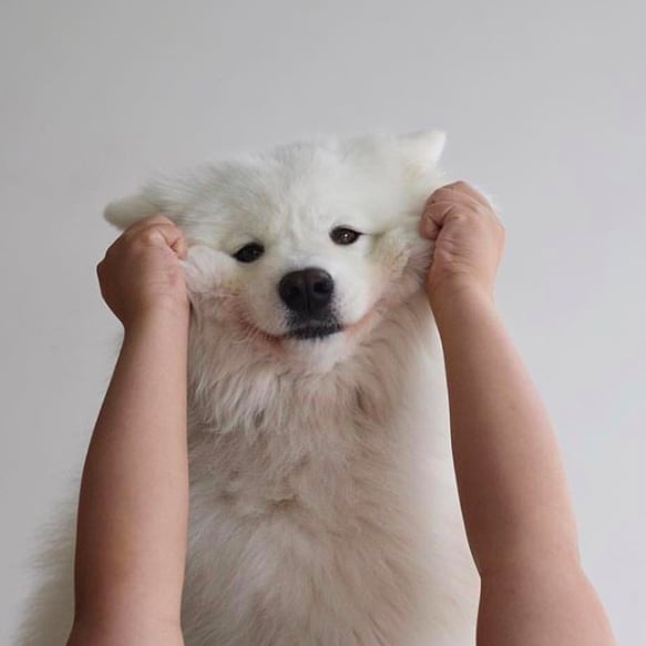 Cute Photos of Samoyed Puppies 