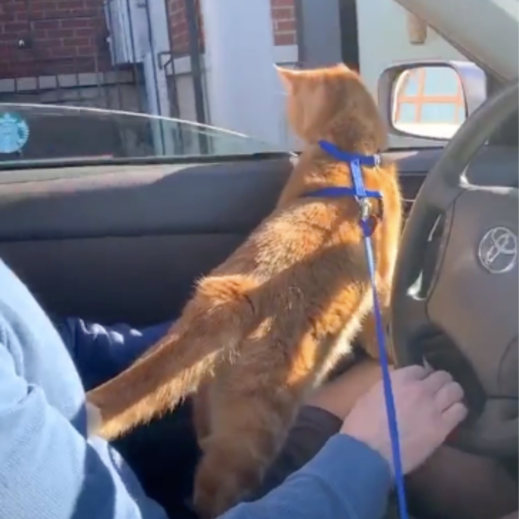 Tiktok Video Of Cat Going To A Starbucks Drive Through Popsugar Pets