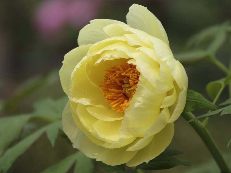 Peonies Naturally Occur in Many Colors, Including Shades of Red, Pink, Coral, White, and Yellow