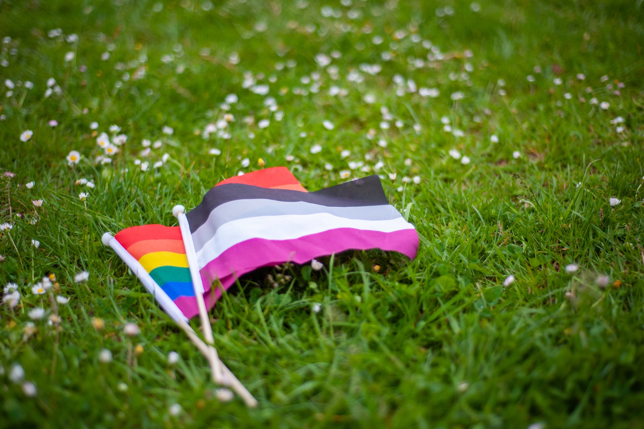 The rainbow LGBTQIA pride flag and the asexual pride flag together, lying in the grass intertwined.