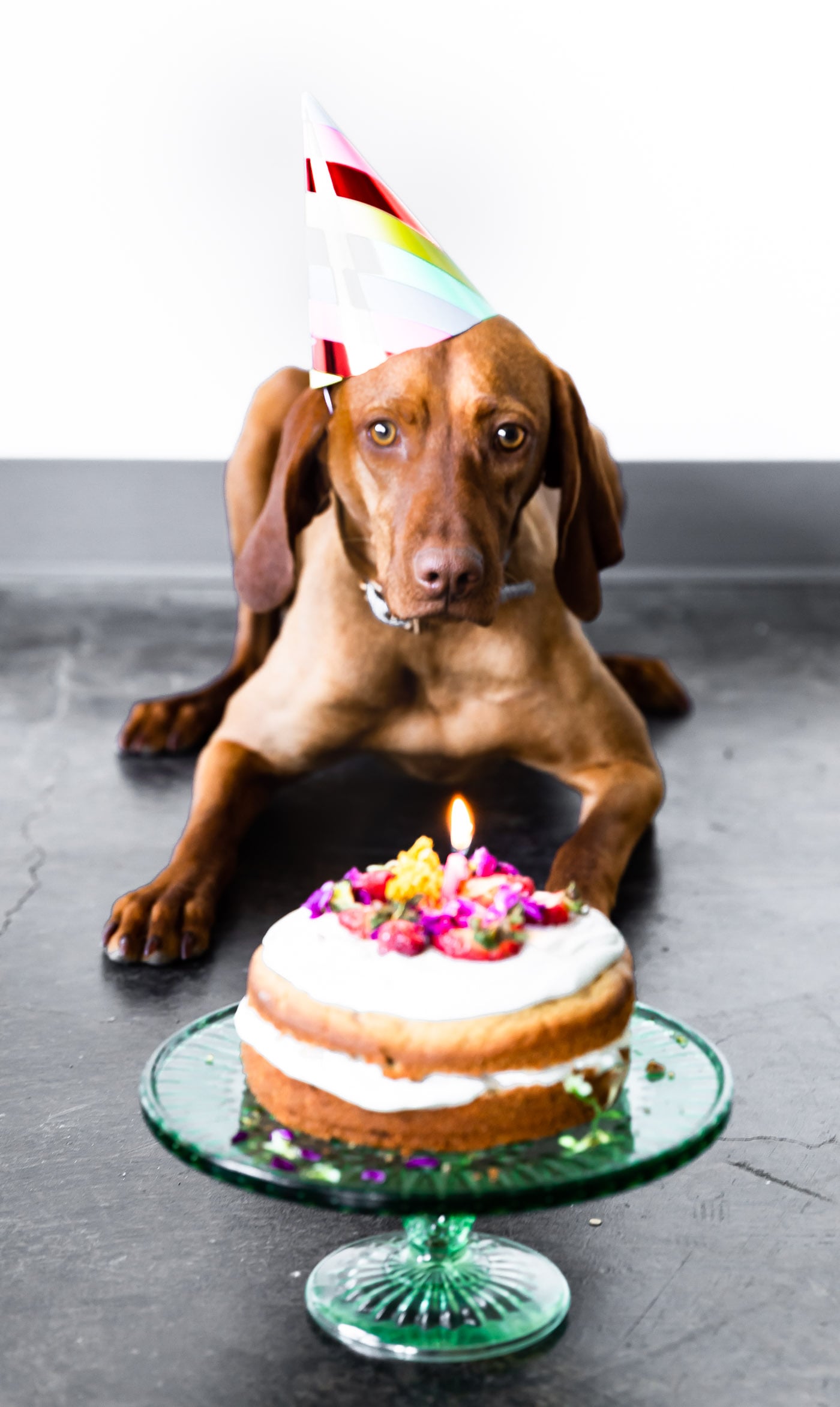 birthday cake with dog