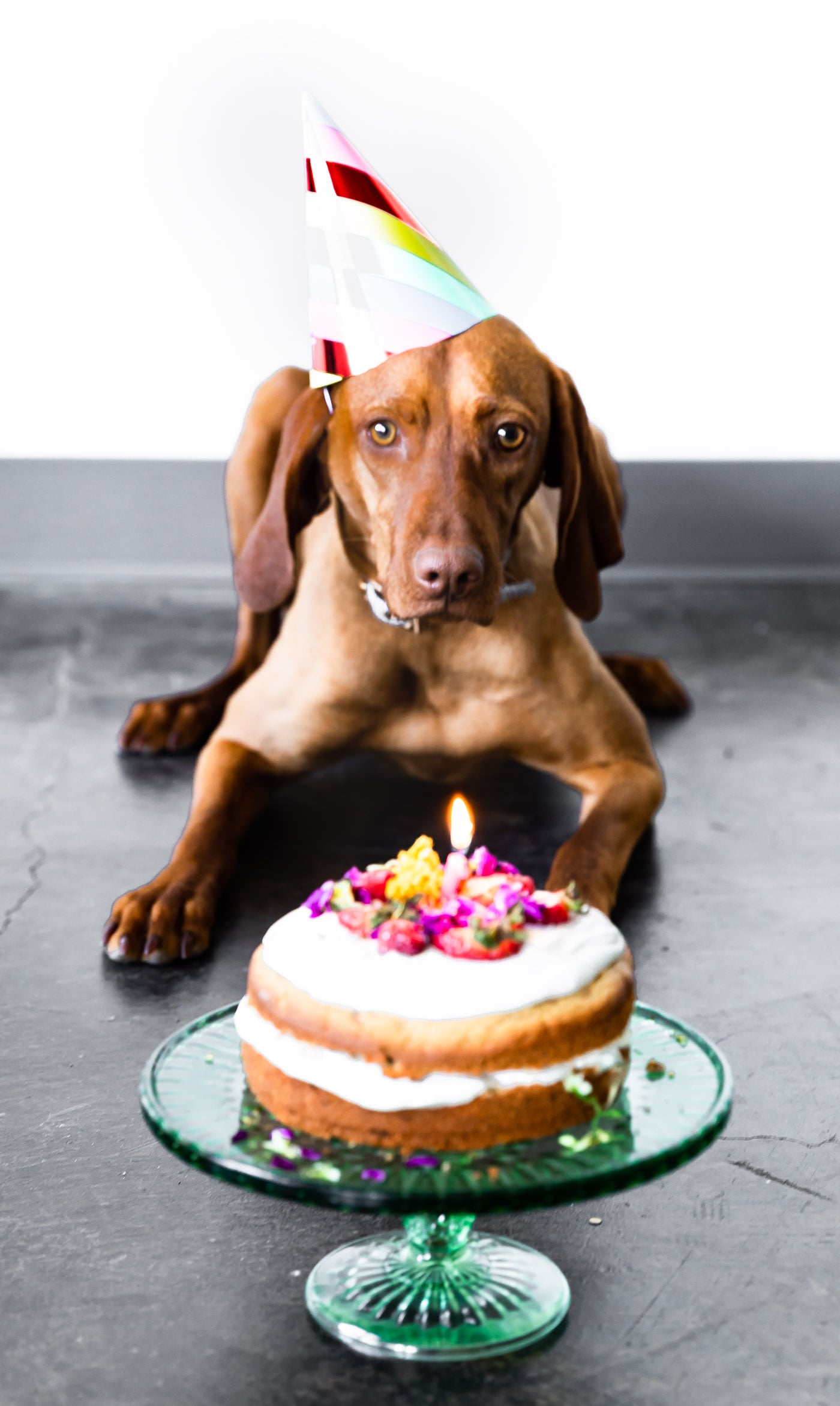 puppy with cake