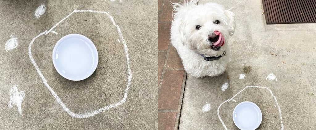 How to Use Chalk to Keep Ants Out of Your Dog's Water Bowl