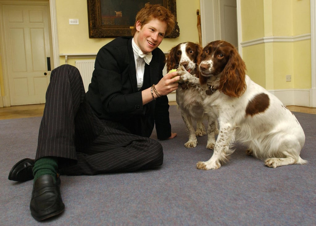 Harry pet his house masters' spaniels, Rosie and Jenny, at Eton College in 2003.