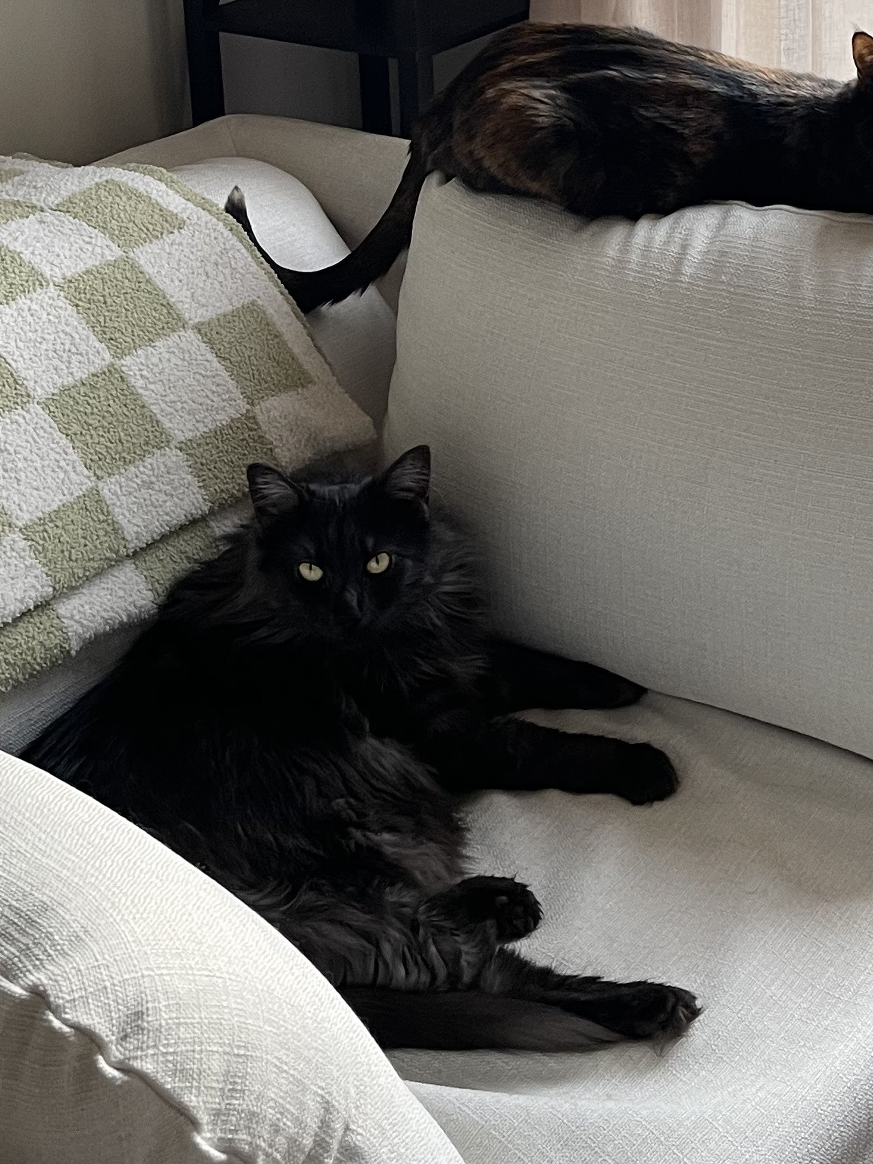 Levity The Stratus Chair and a Half Review POPSUGAR Home