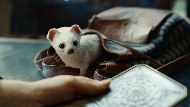 Who Are All of the Daemons on His Dark Materials? | PS Entertainment