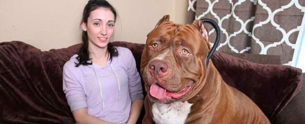 Hulk the Pit Bull