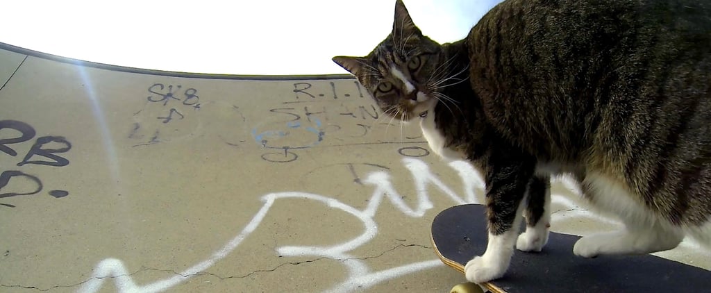 Didga the Skateboarding Cat