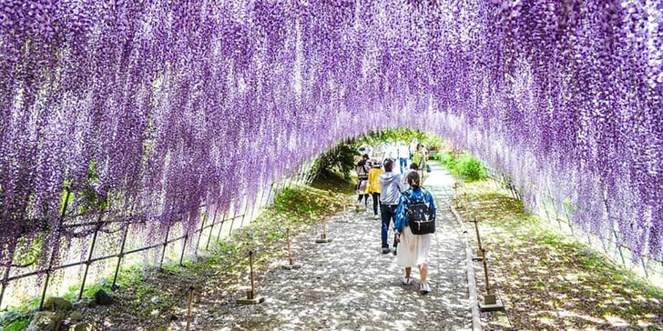 Wisteria Flower Tunnels Japan | POPSUGAR Smart Living