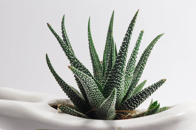 Best Feng Shui Houseplant For Aries: Aloe Vera