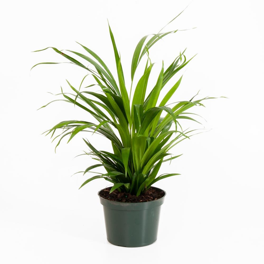 Areca Palm