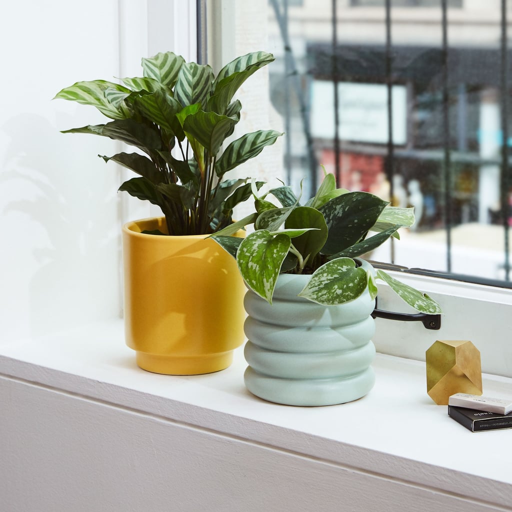 Best Indoor Plants For Dorms Popsugar Home Best Indoor Plants For Dorms Popsugar Home