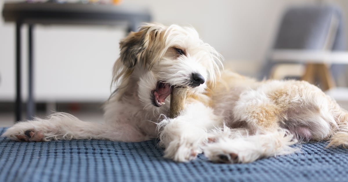 The Best Raw Bones for Dogs to Chew On, According to Vets | POPSUGAR Pets