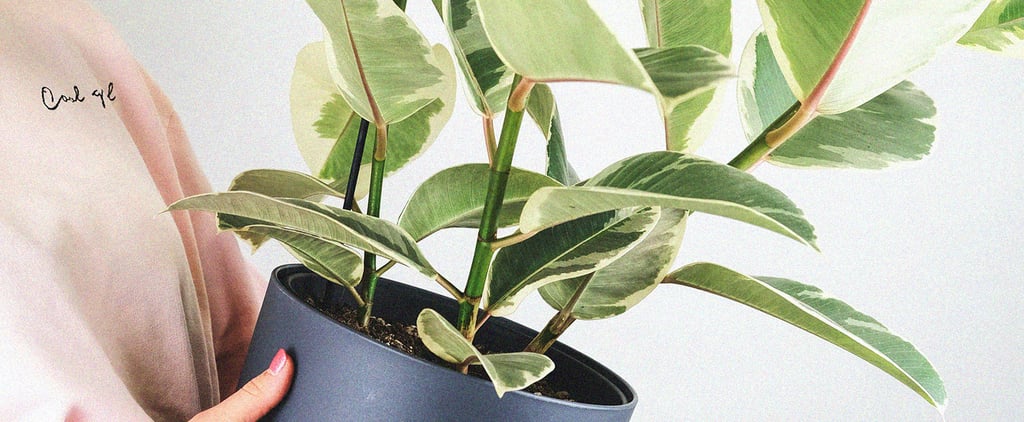 Houseplant Tips and Tricks For Beginners