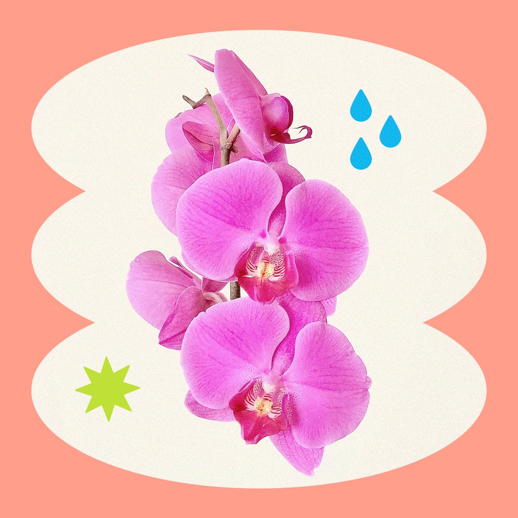 How to Keep Orchids Alive Indoors POPSUGAR Home