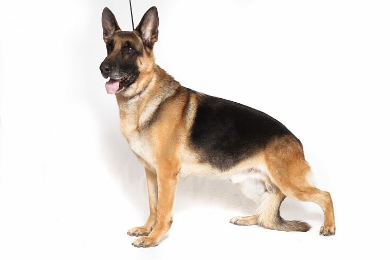 German Shepherd