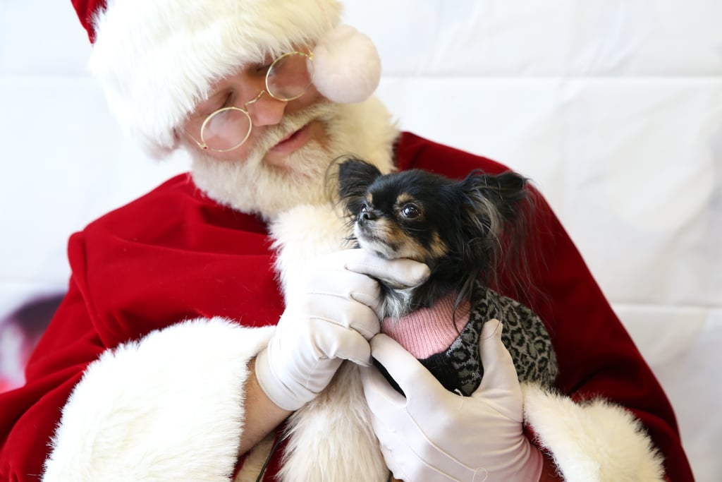Pets Meeting Santa