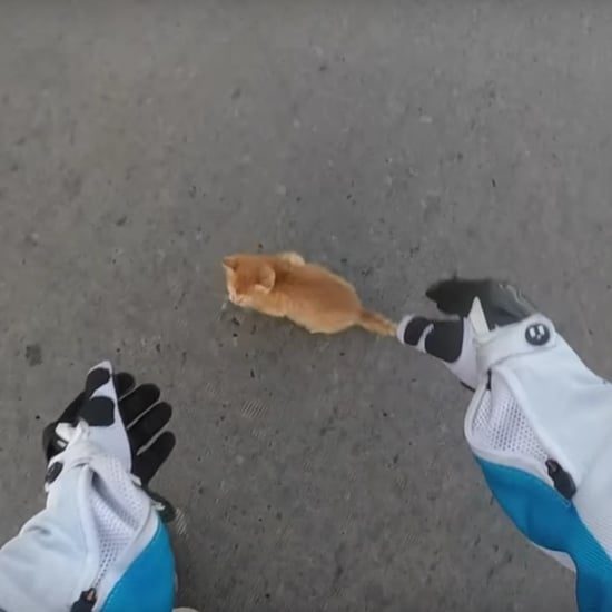 Woman Saves Kitten From Road | Video