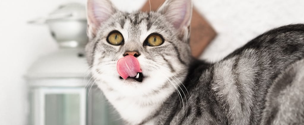 7 Human Food That Cats Can Safely Eat