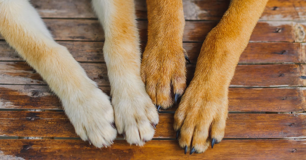 why do dogs nails turn brown
