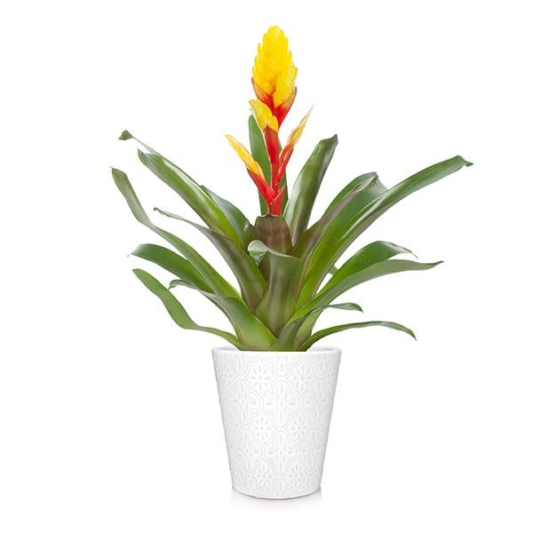 Bromeliad