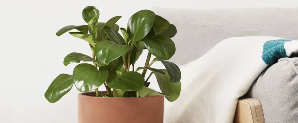 Best Indoor Plants For Bedrooms
