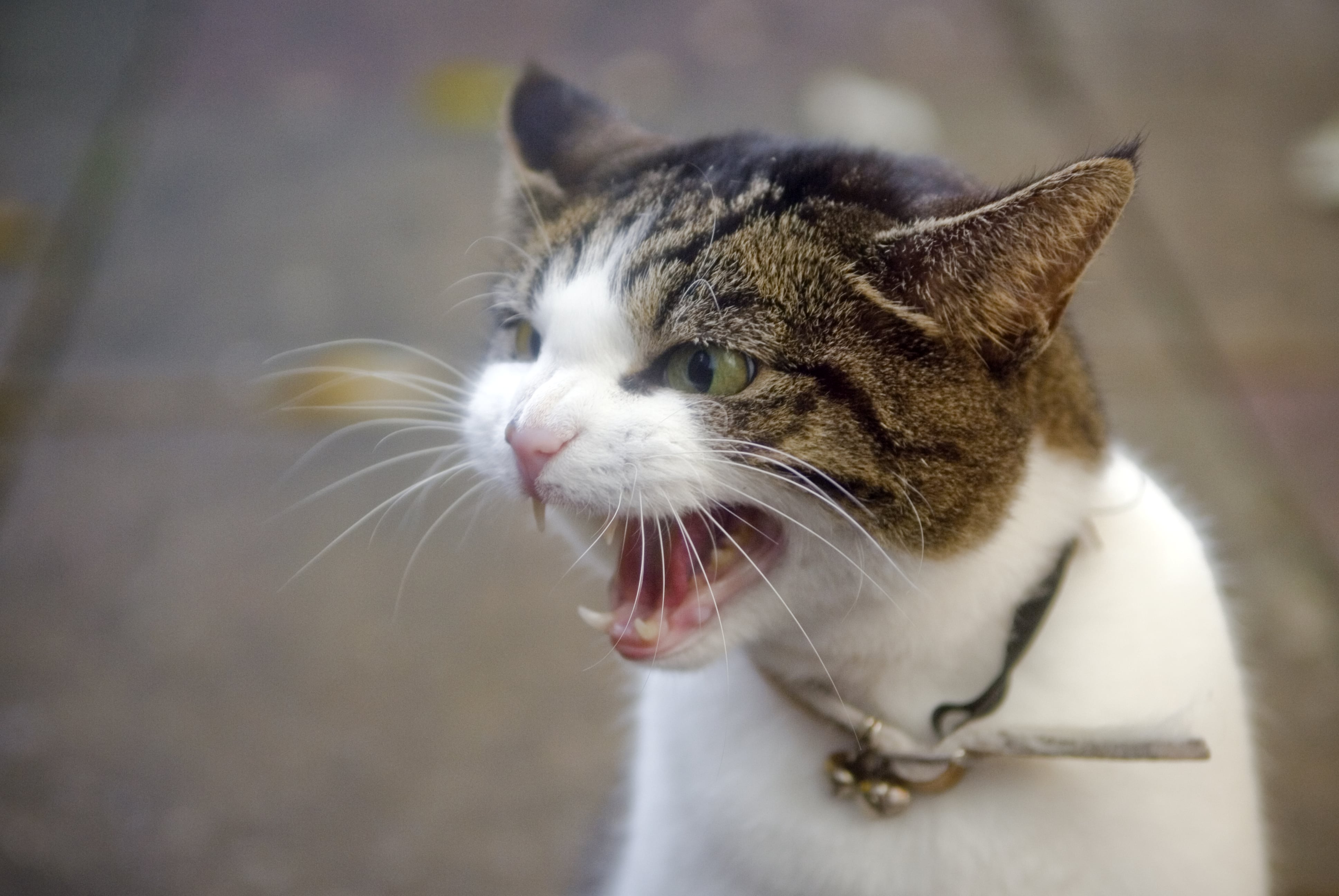 Why Do My Cat's Ears Go Back? POPSUGAR Pets