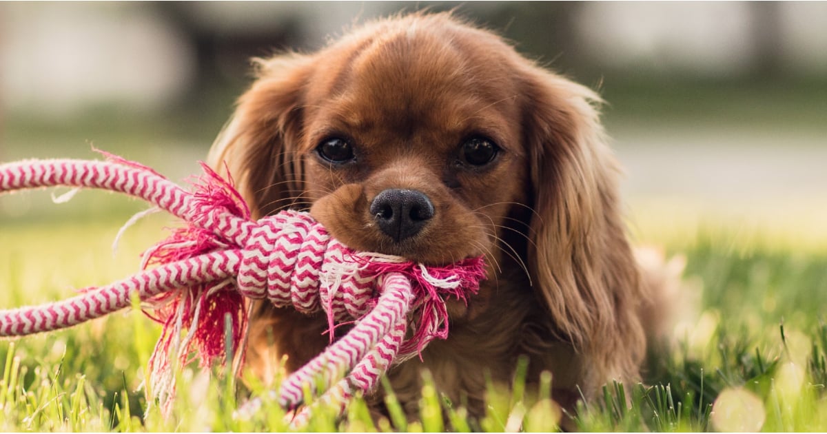 How to Keep Dogs Happy While You're Not Home POPSUGAR Pets