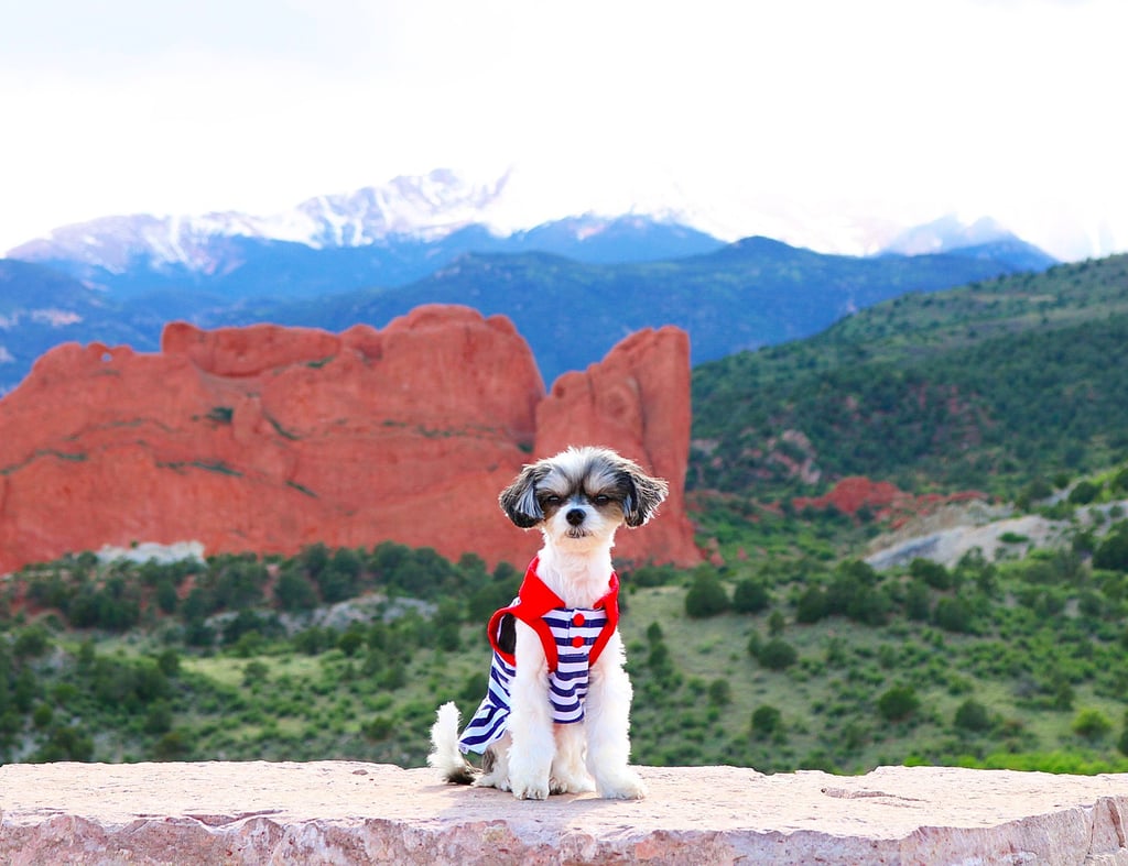 Tinkerbelle the Dog Colorado Trip