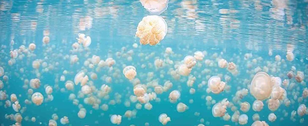 Jellyfish Lake in Palau