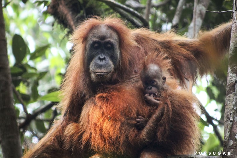 Tapanuli Orangutan