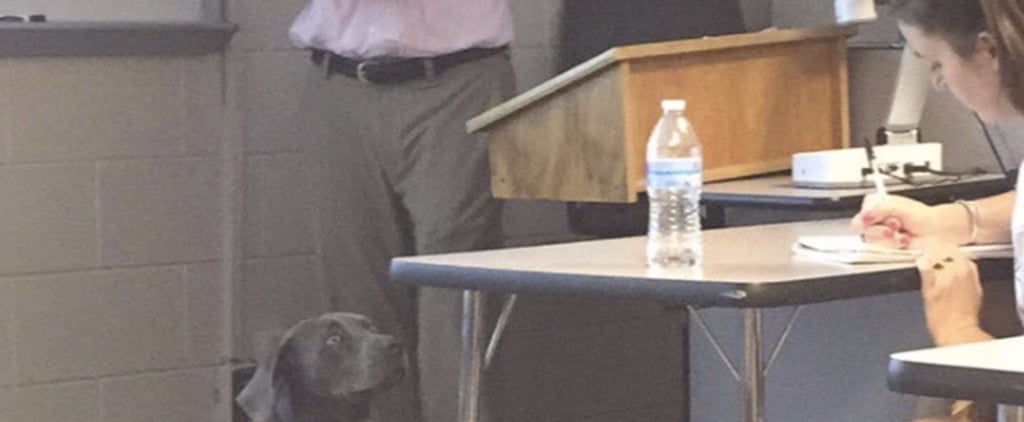 Hurricane Irma Dog College Class Professor Email
