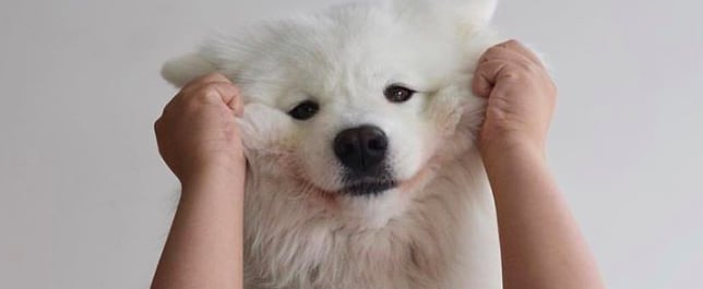 Cute Photos of Samoyed Puppies